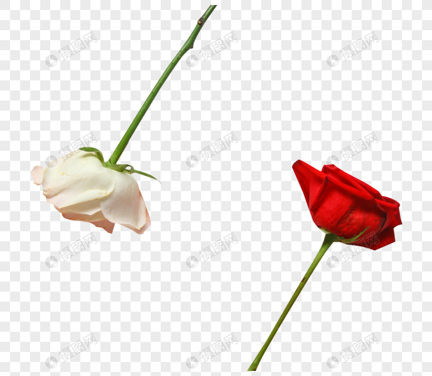 Photo de Saint Valentin Chinois Rose Rouge Rose Blanche, simplicité,  romantique, amour Graphique images free download - Lovepik | 400796766