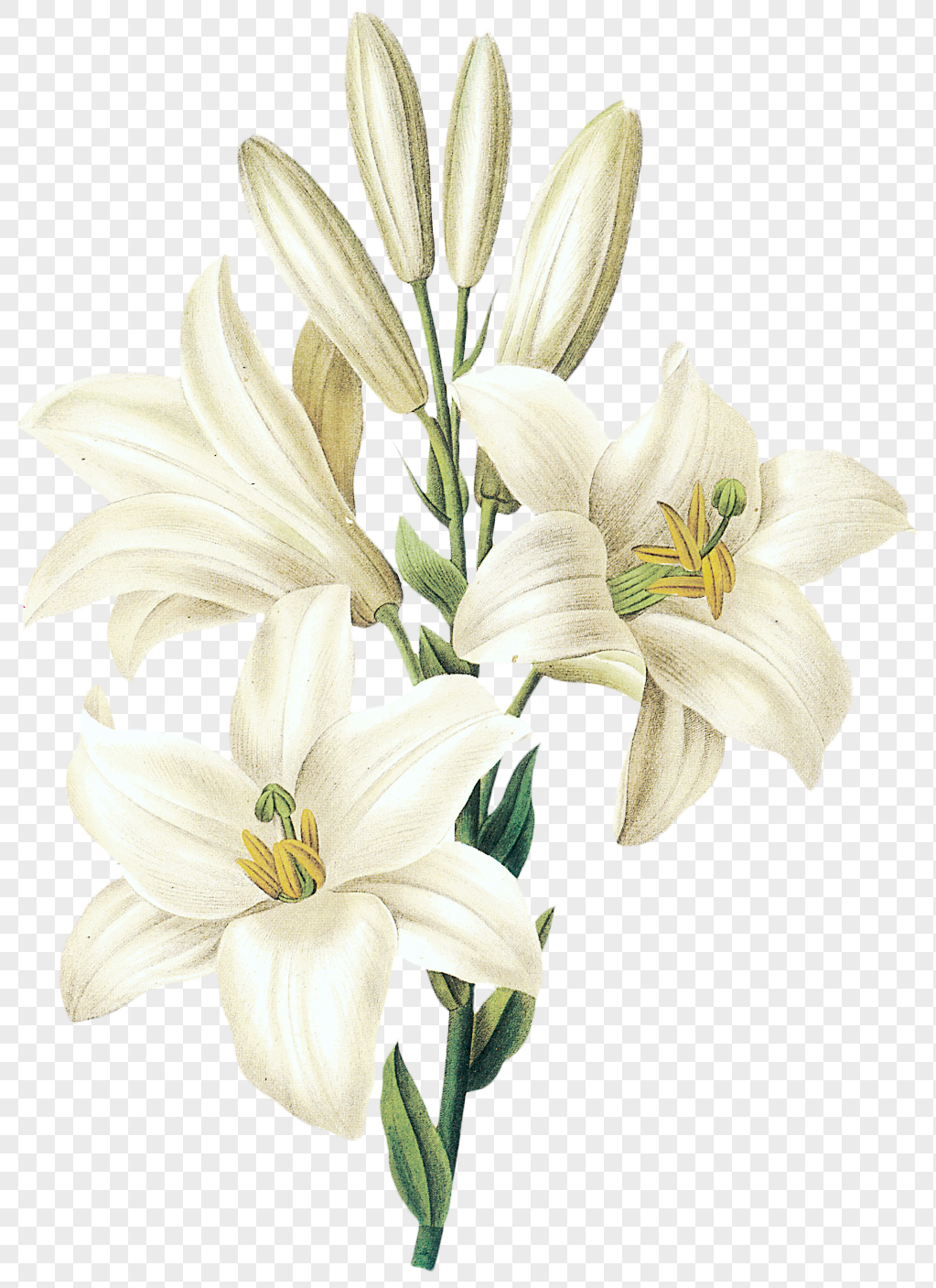 White lilies png image_picture free download 400816018_lovepik.com