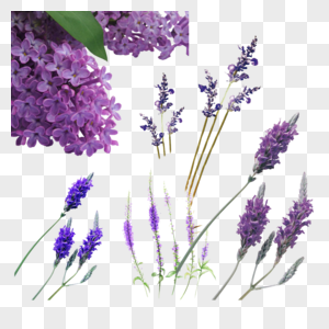 Lavender Background Images, HD Pictures For Free Vectors & PSD Download -  