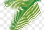 coconut leaf png image picture free download 400549760 lovepik com coconut leaf png image picture free