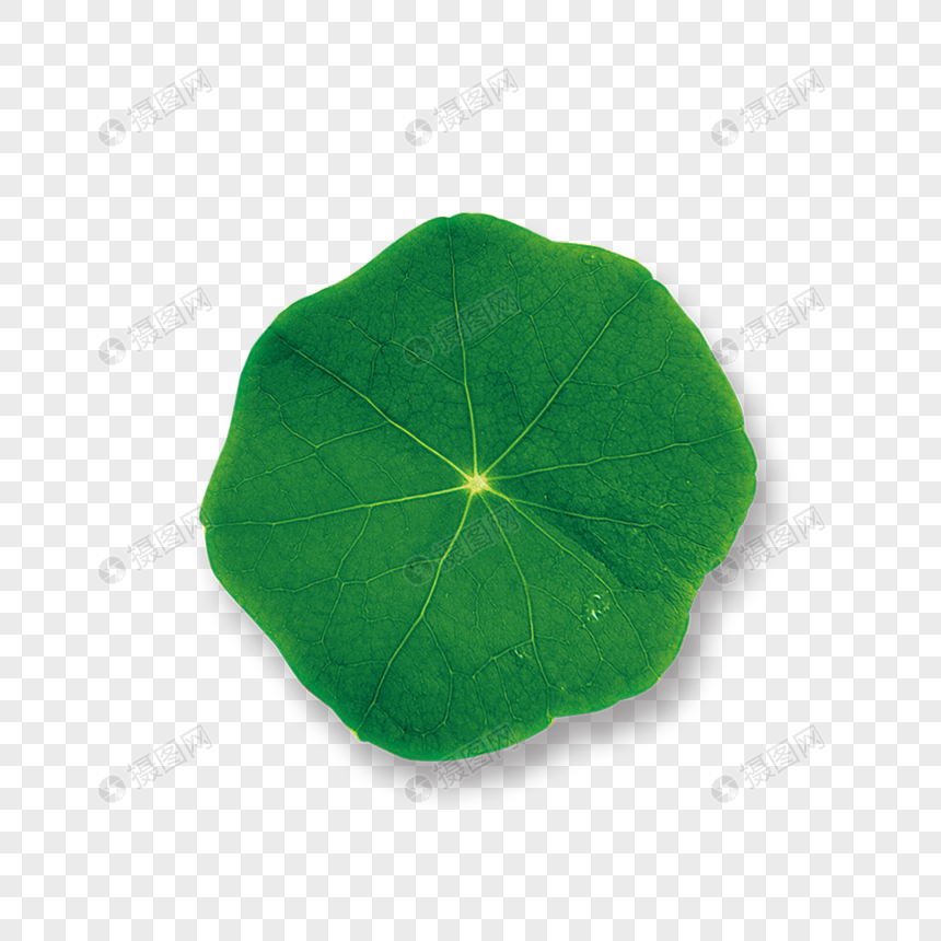 Lotus Leaf PNG Transparent Background And Clipart Image For Free ...