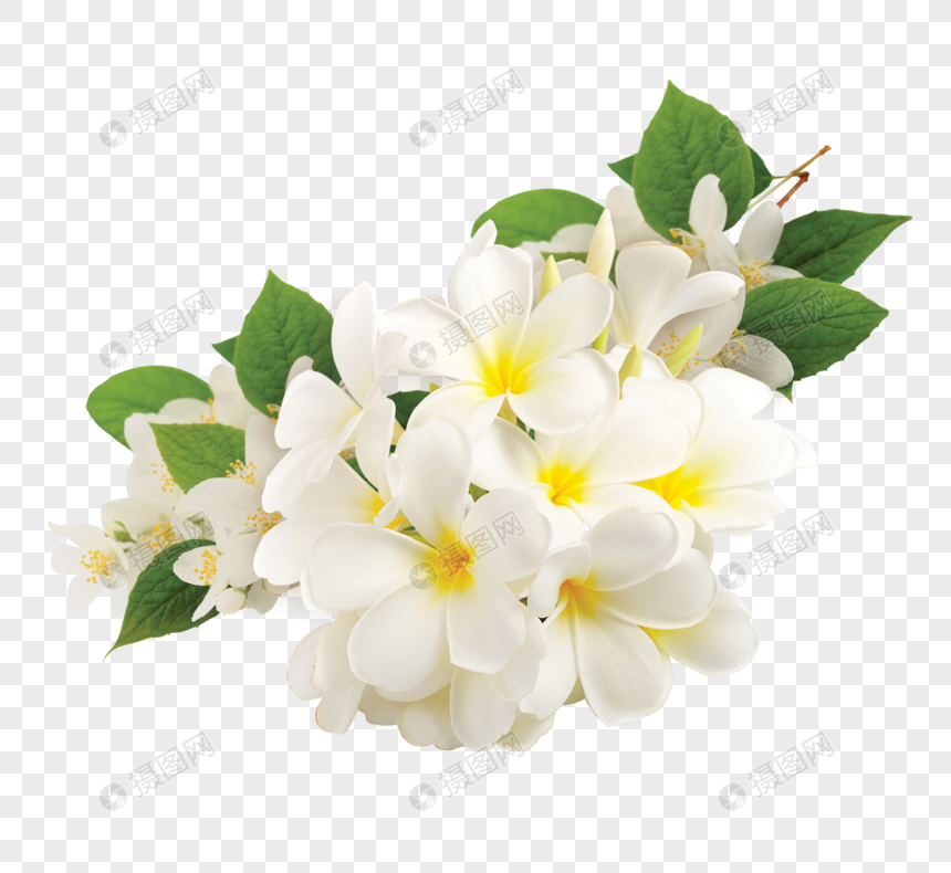 plumeria rubra png image picture free download 400879745 lovepik com plumeria rubra png image picture free