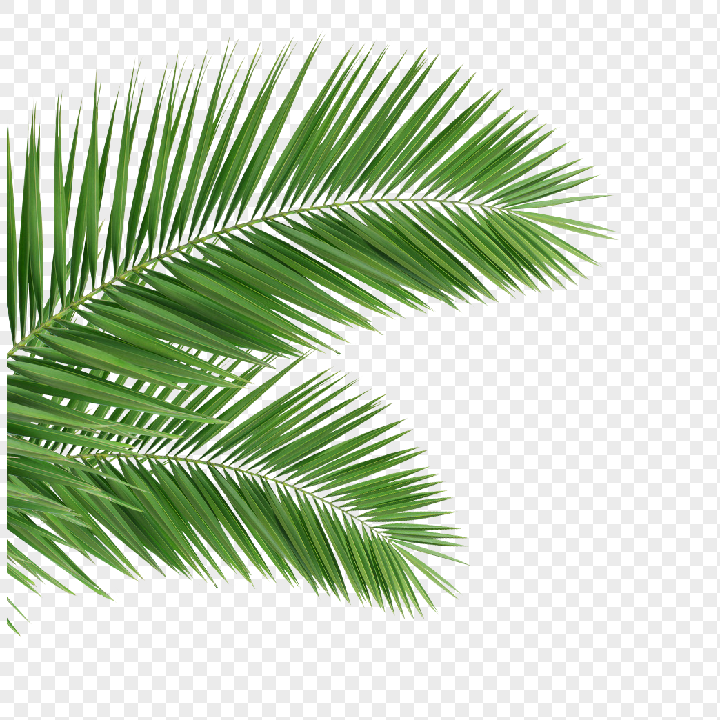 Coconut Leaves Green Leaves Tropical Plants PNG Image & PSD File Free ...