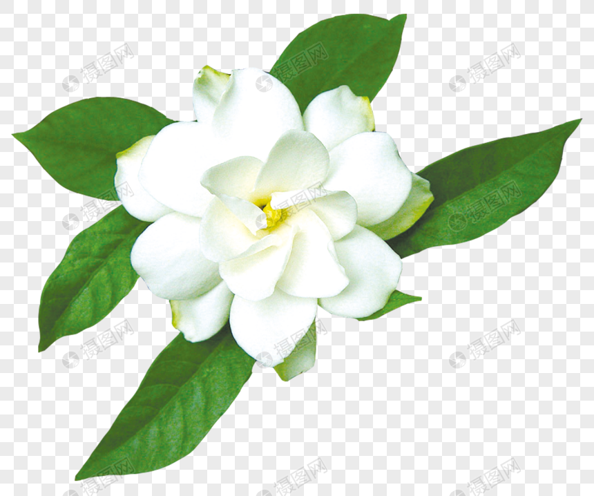 Flores De Jazmín Jazmín Blanco PNG Imágenes Gratis - Lovepik