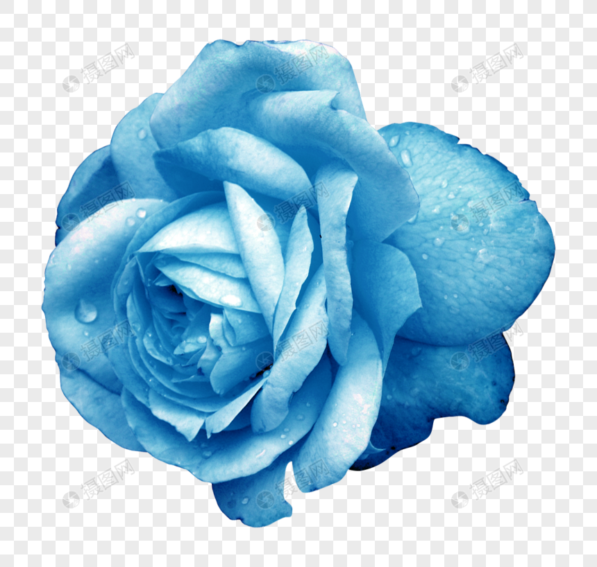 Blue Rose Flower Images Free Download Hd