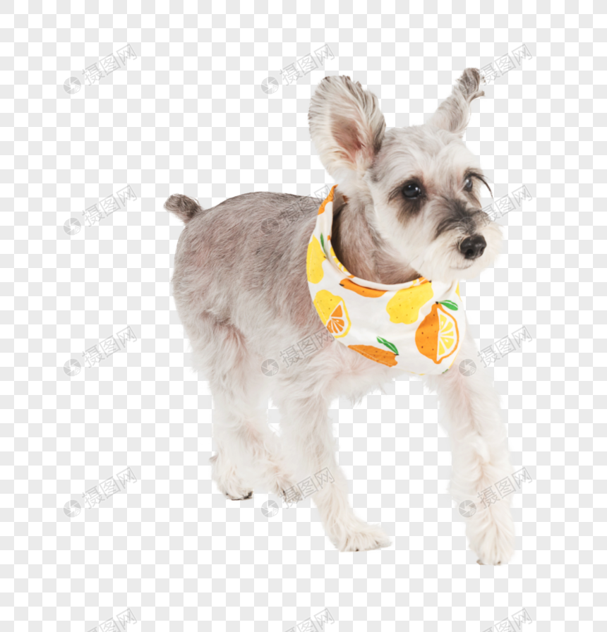 schnauzer png image picture free download 400924516 lovepik com lovepik