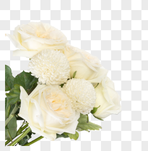 View Transparent Background White Rose Png Pics