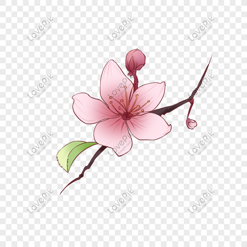 A Peach Blossom Free PNG And Clipart Image For Free Download ...