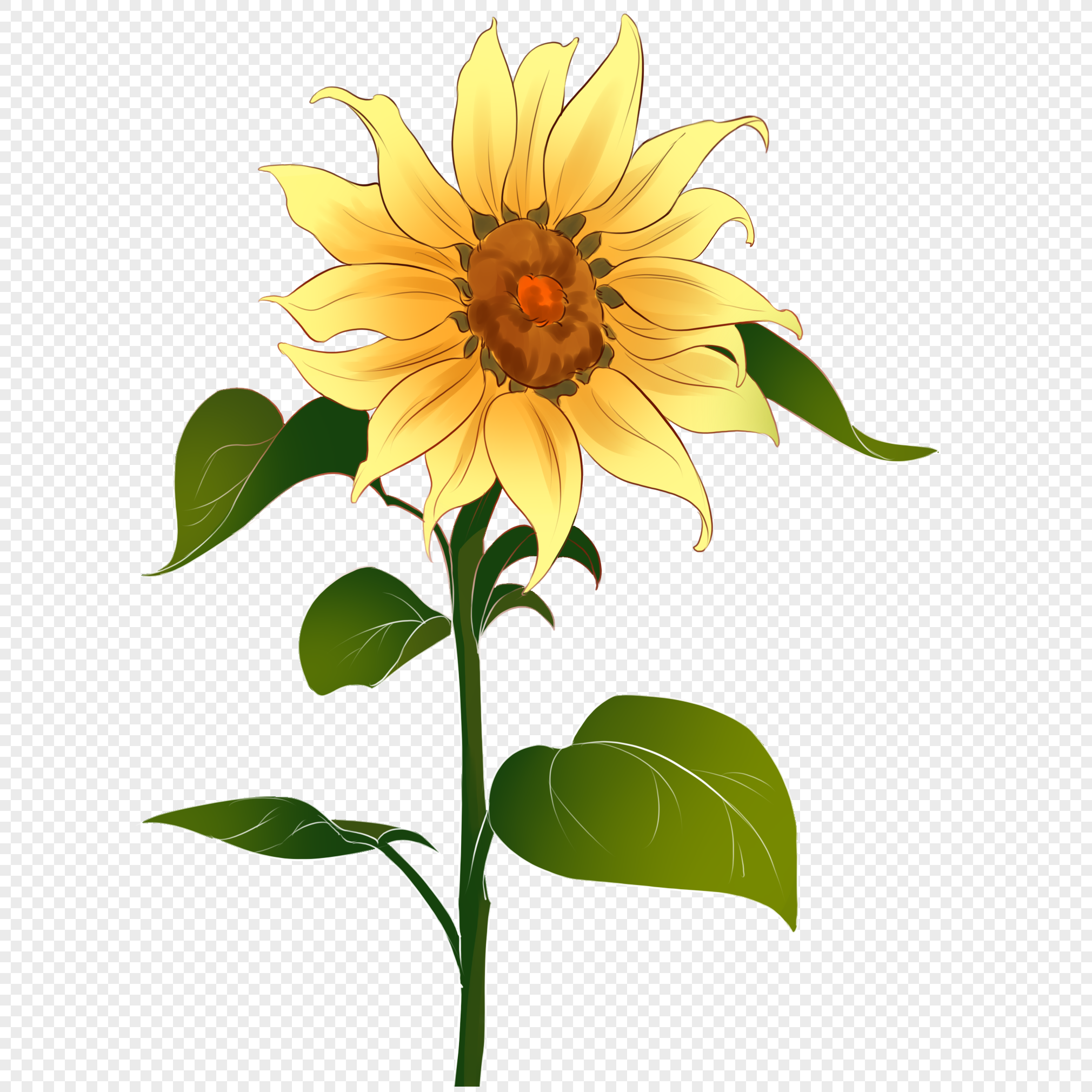 Photo de  Tournesol De  Vent Dessin  Main Fleur  Dessin  Anim  