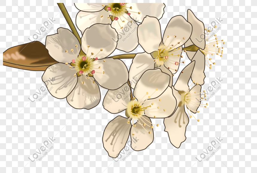 Dịp xuân về, làn gió trong lành thổi bay những cơn mưa đầu năm, khiến cho Hoa lê trắng rực rỡ khoe sắc. Hãy đến và chiêm ngưỡng hình ảnh đẹp như tranh vẽ này để cảm nhận tinh túy của mùa xuân.