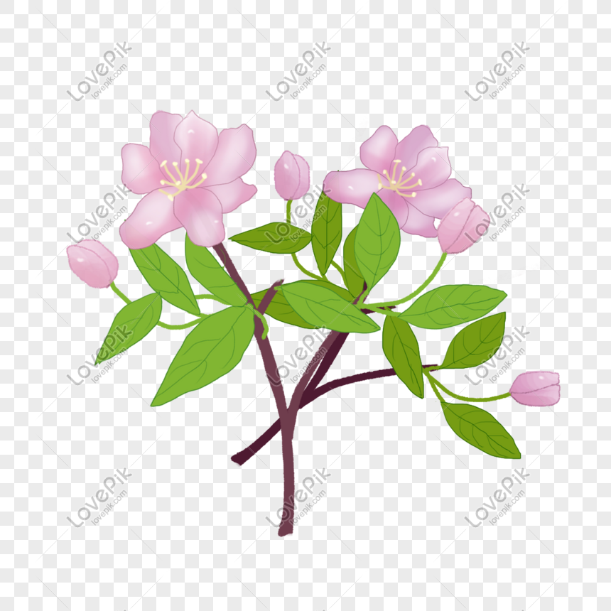 Fantastis 17 Gambar  Bunga Begonia Pink Gambar  Bunga HD