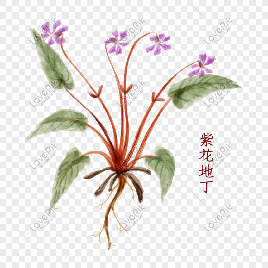 植物中藥材紫花地丁psd圖案素材免費下載 尺寸48 48px 圖形id Lovepik