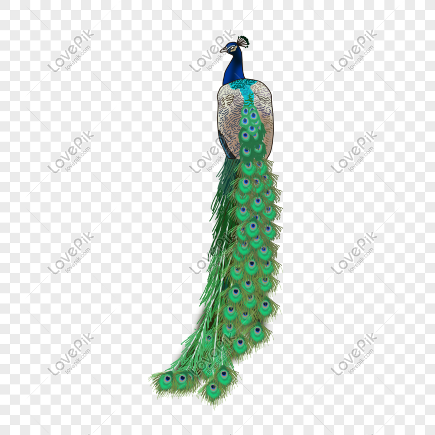 Peacock Free PNG And Clipart Image For Free Download - Lovepik | 401079529