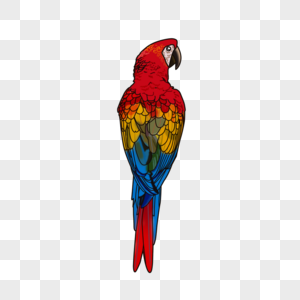 Parrot PNG Images With Transparent Background | Free Download On Lovepik