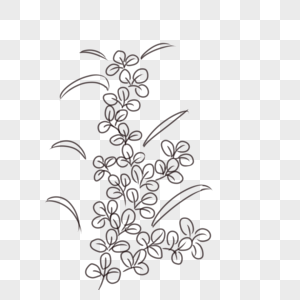 Flower Line Drawing PNG Image & PSD File Free Download - Lovepik