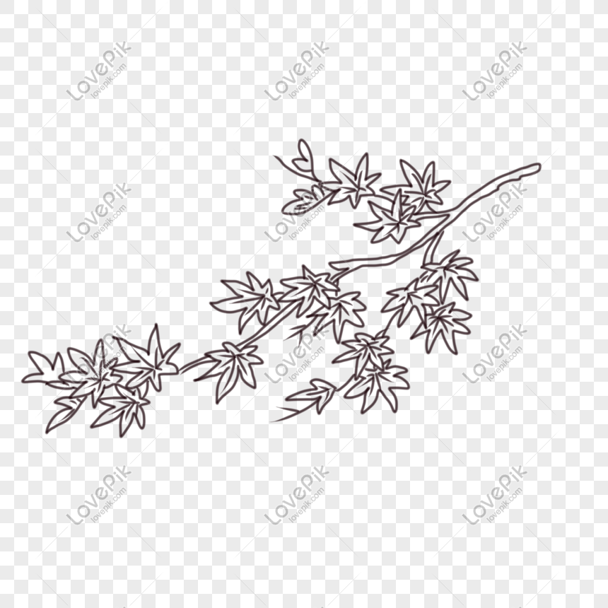 Maple Leaf Line Drawing Png Image Psd File Free Download Lovepik