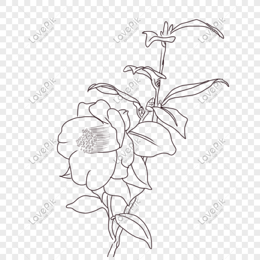 line drawing flowers png image picture free download 401098282 lovepik com line drawing flowers png image picture