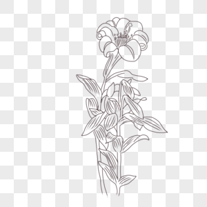 Flower Line Drawing PNG Image & PSD File Free Download - Lovepik