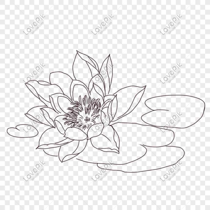 Line Drawing Lotus PNG White Transparent And Clipart Image For ...