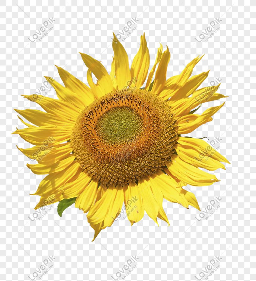 Bunga Matahari Besar Png Grafik Gambar Unduh Gratis Lovepik