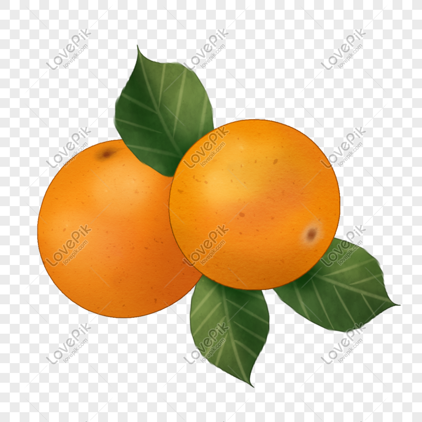 Two Oranges Cartoon Illustration Png Image Picture Free Download 401140244 Lovepik Com