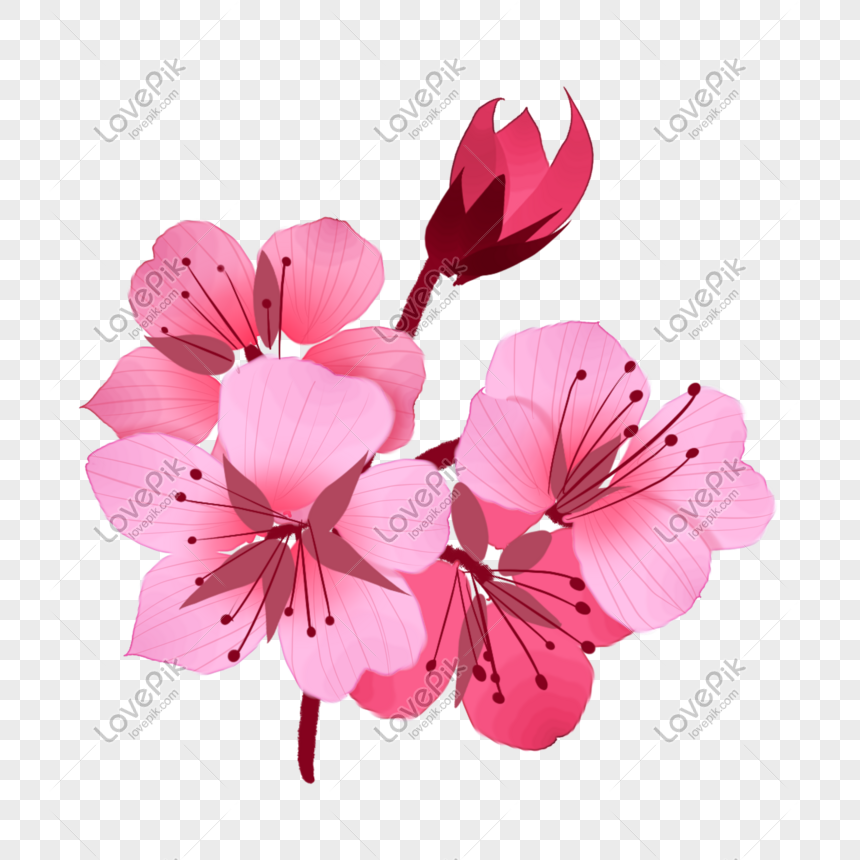 Ilustrasi Kreatif Bunga Sakura Merah Muda Gambar Unduh