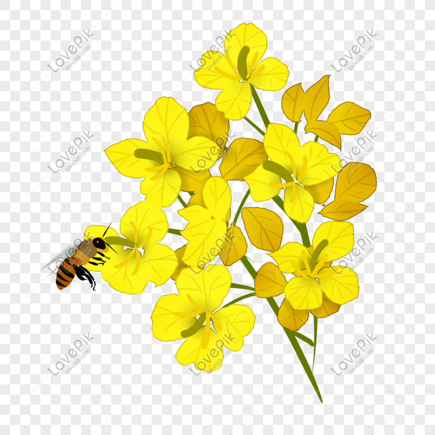 Sketsa Gambar Lebah Dan Bunga - Contoh Sketsa Gambar
