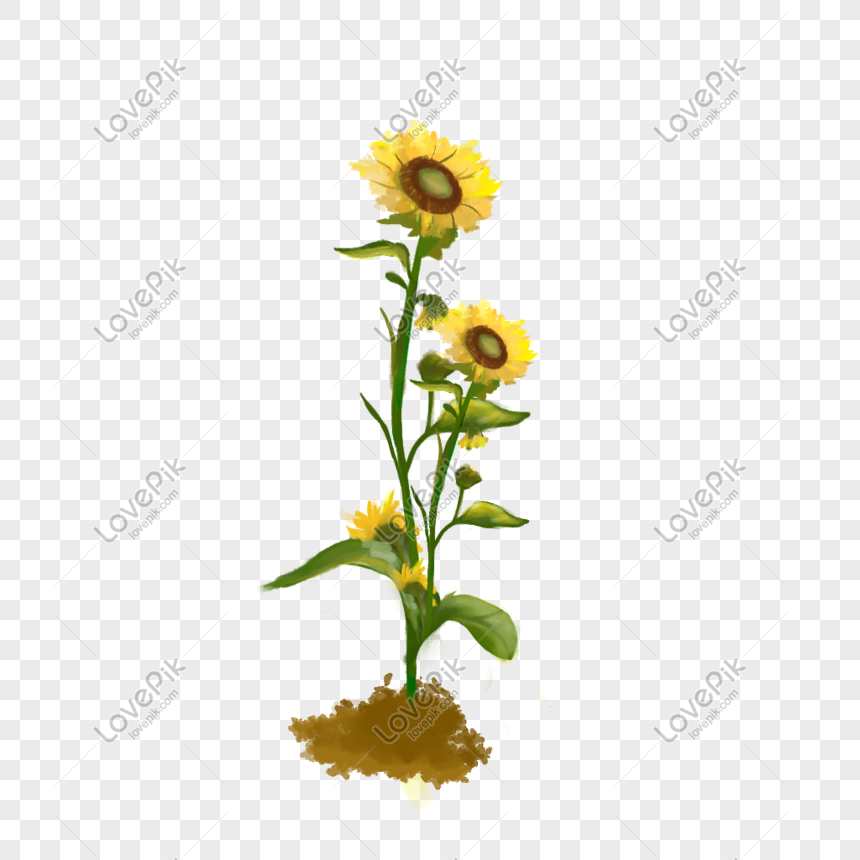 Musim Panas Bunga Matahari Ilustrasi Positif Bunga Cat Air Png Grafik Gambar Unduh Gratis Lovepik