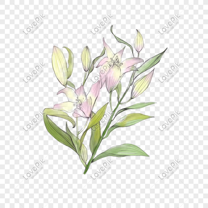 watercolor botanical png image picture free download 401144071 lovepik com lovepik