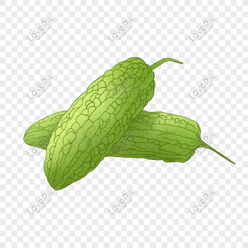 Bitter Gourd Png Image Picture Free Download 401145678 Lovepik Com
