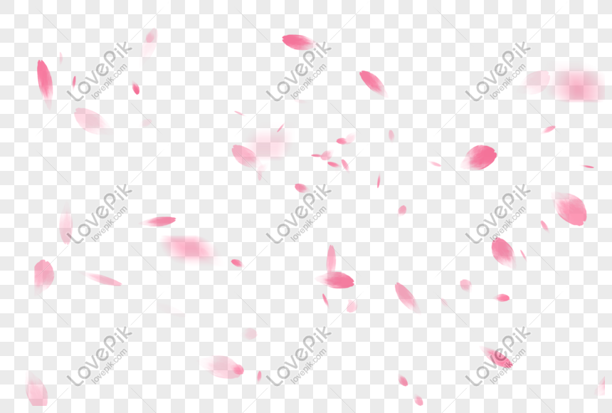 Cherry Blossom Romantic Flower Falling Petals PNG Transparent ...