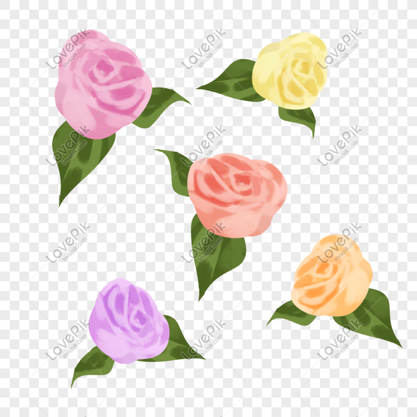 Flores De Rosas Flores De San Valentín 520 Ramos De Amor PNG Imágenes  Gratis - Lovepik