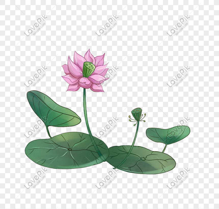  Gambar Bunga Lotus Kartun  Klik OK