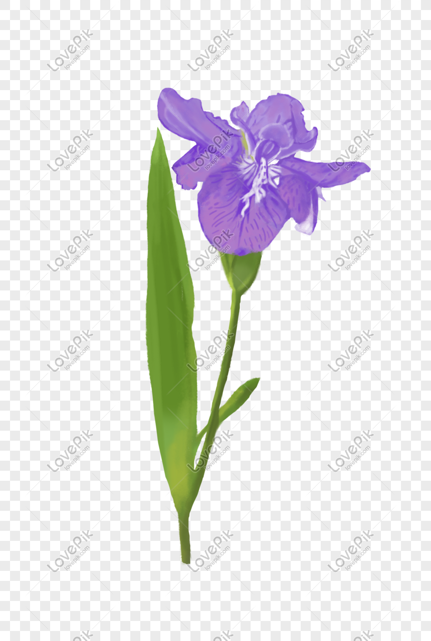  Gambar Bunga Lily Ungu  Klik OK