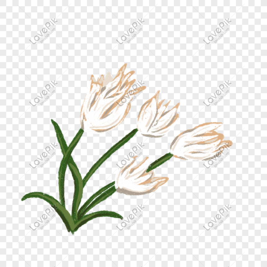 Ilustrasi Bunga Putih Dekoratif Individu Gambar Unduh