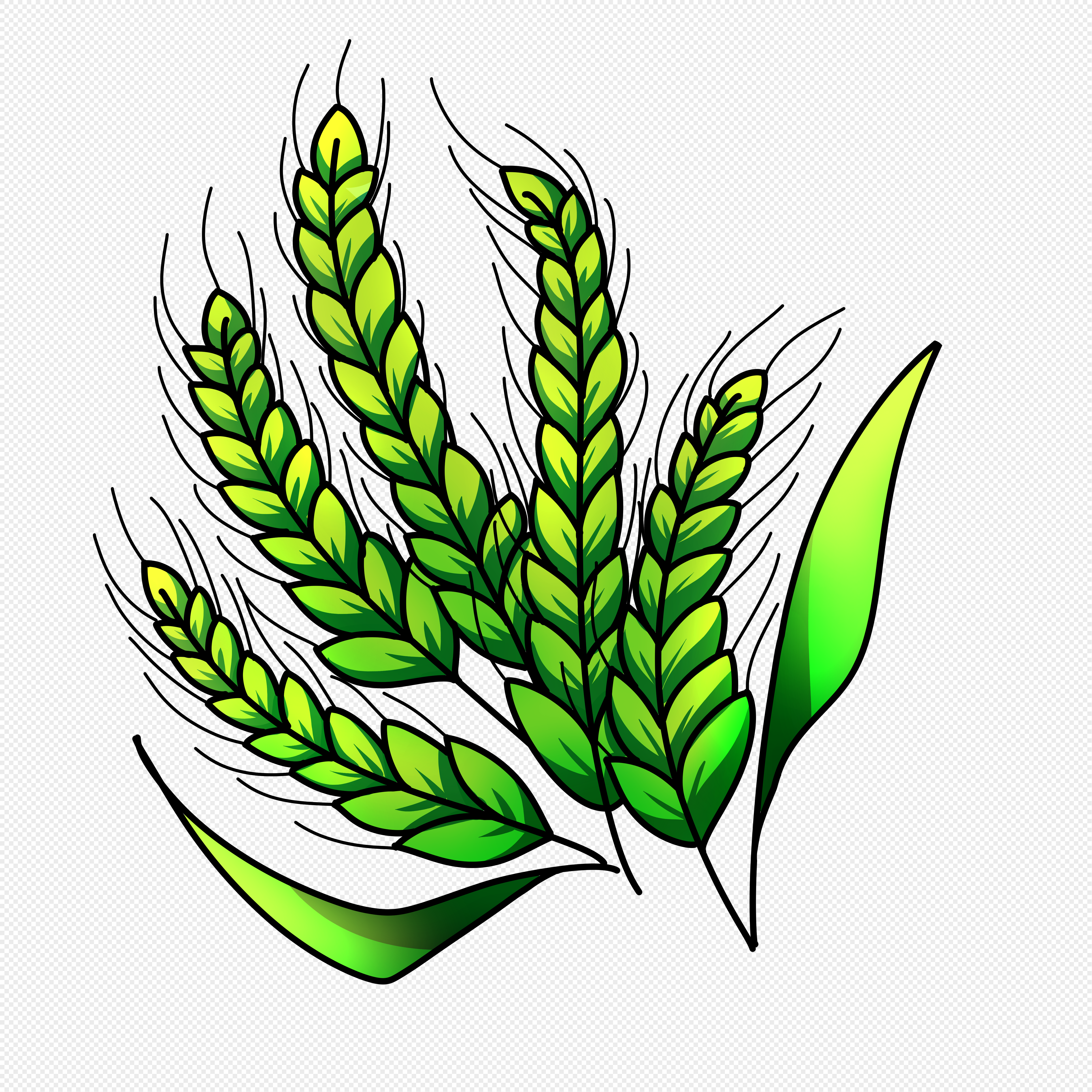 Зеленый Колос пшеницы на прозрачном фоне