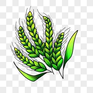 Green Wheat PNG Images With Transparent Background | Free Download On  Lovepik