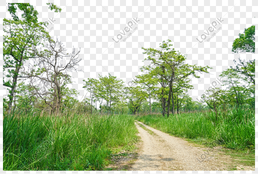 tropical rainforest scenery in chitwan national park nepal png image picture free download 401219443 lovepik com tropical rainforest scenery in chitwan