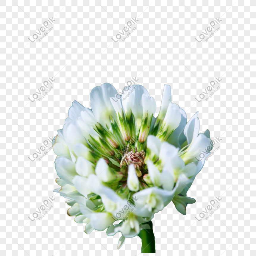 白い野の花の背景イラストイメージ グラフィックス Id Prf画像フォーマットpng Jp Lovepik Com