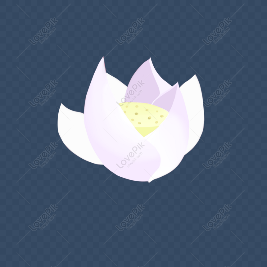 White Lotus Flower Png Image Psd File Free Download Lovepik