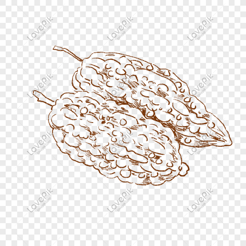Bitter Gourd Png Image Picture Free Download 401244240 Lovepik Com