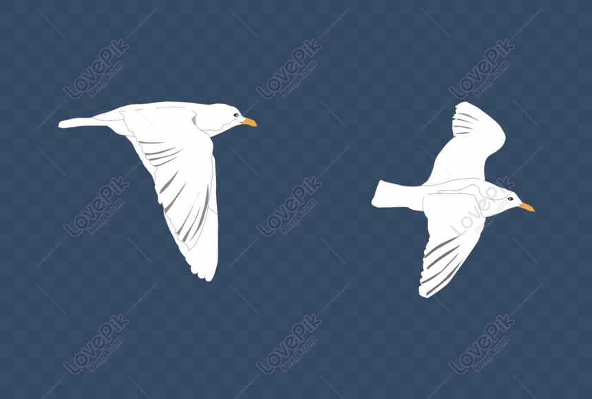 Gambar Burung Terbang  Kartun  Hitam Putih Gambar Burung