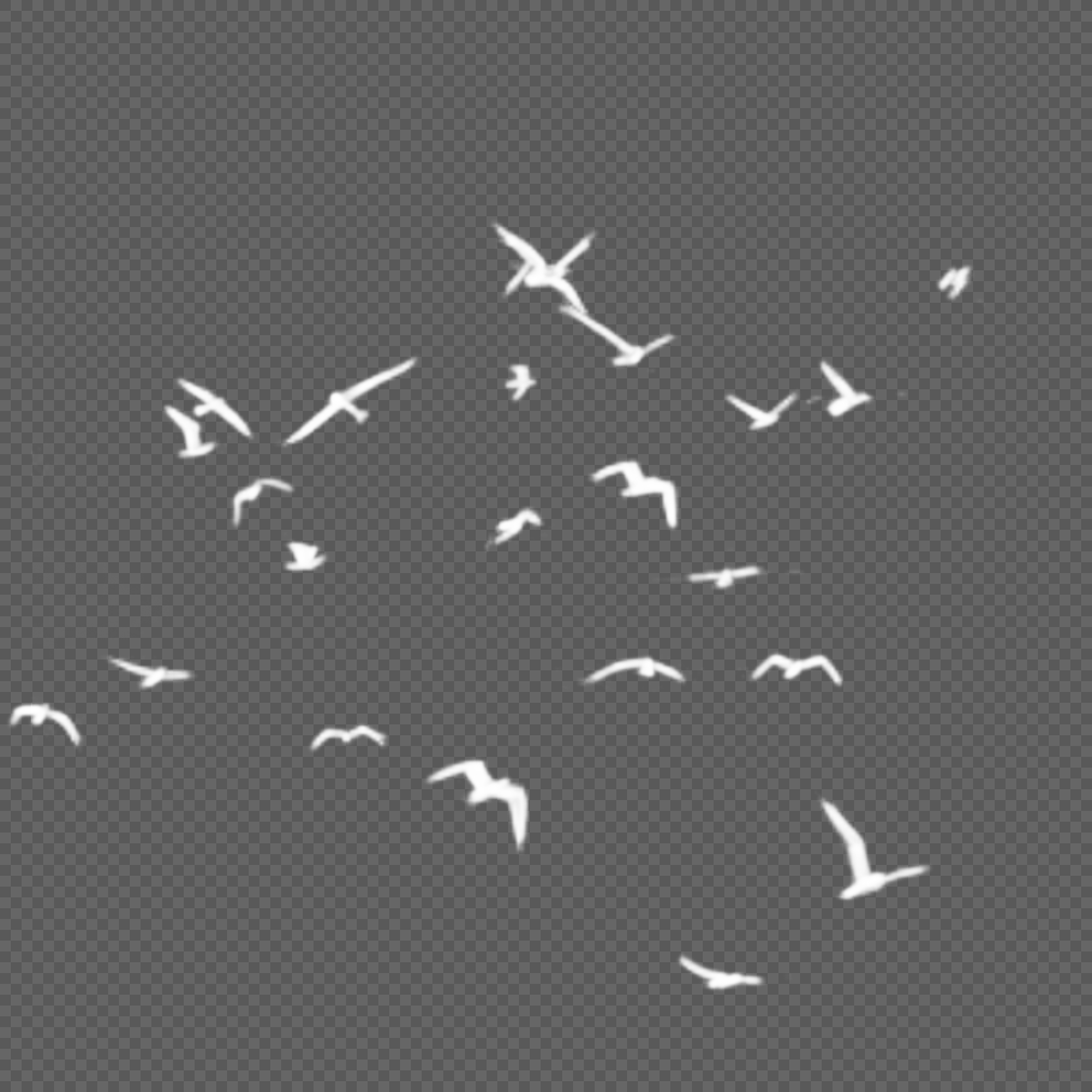 White Bird PNG Images With Transparent Background | Free Download On Lovepik