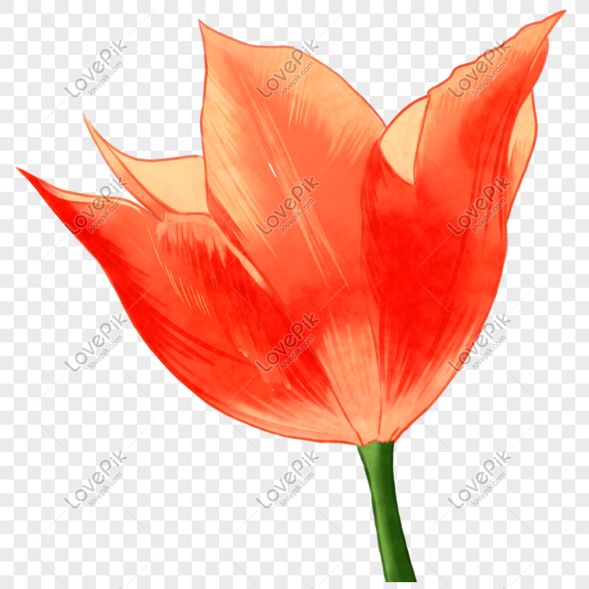 Orange Watercolor Effect Flower Png Image Picture Free Download 401271283 Lovepik Com,Bombay Gin And Tonic Recipe