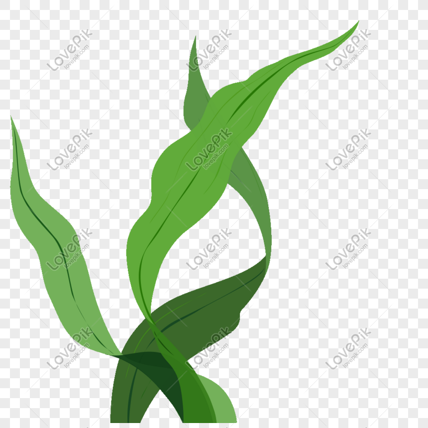 seaweed png image picture free download 401271431 lovepik com seaweed png image picture free download