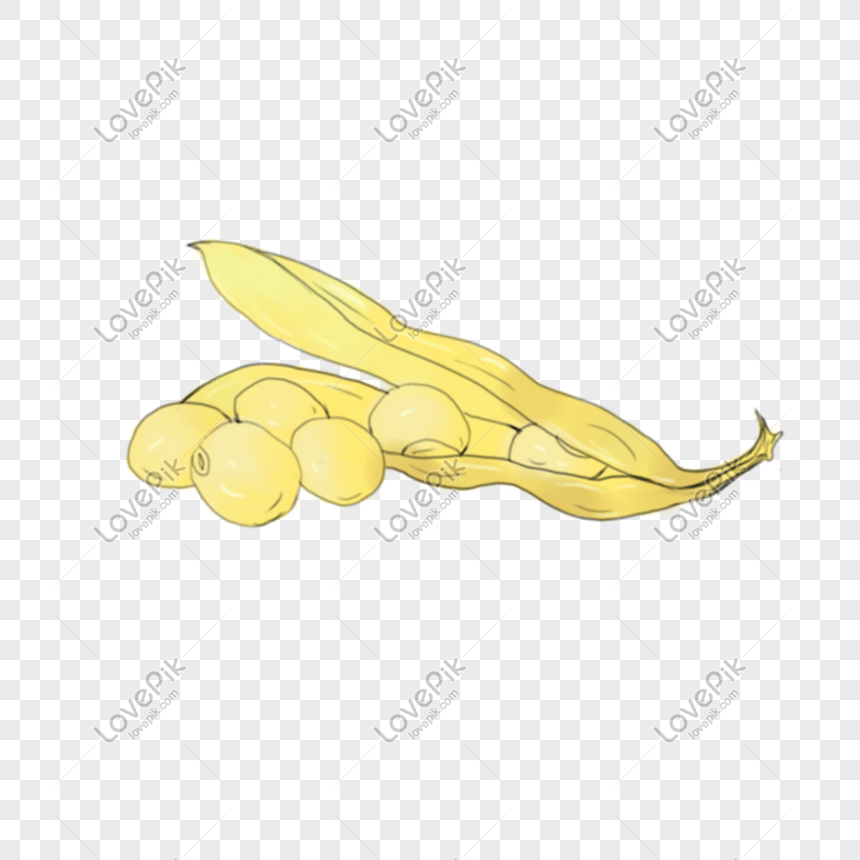 Download Yellow Beans Png Image Picture Free Download 401272715 Lovepik Com PSD Mockup Templates