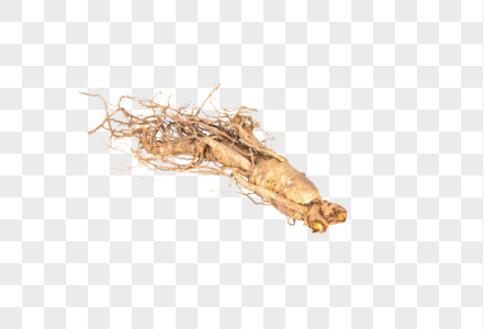 american ginseng png image picture free download 400990351 lovepik com lovepik