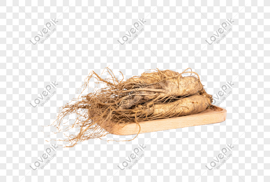 ginseng png image picture free download 401281818 lovepik com ginseng png image picture free download