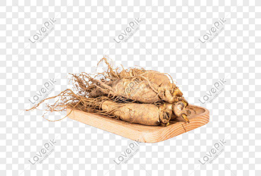 ginseng png image picture free download 401281820 lovepik com ginseng png image picture free download