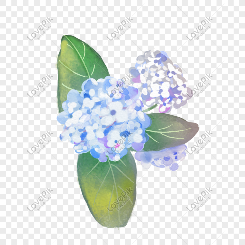 Hand Drawn Hydrangea PNG Image And Clipart Image For Free Download ...
